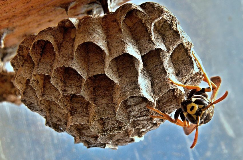  Wat te doen tegen wespen in de zomer?